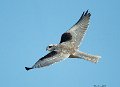 _7SB3382 white-tailed kite